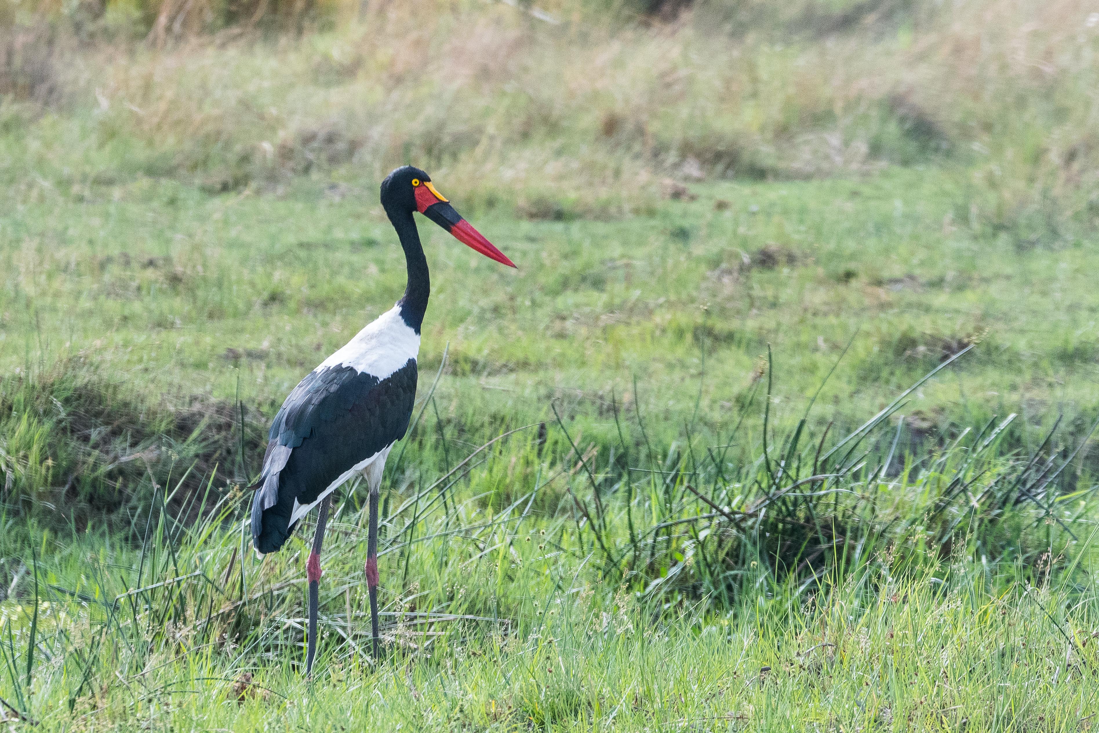 Jabiru d'Afrique (Saddle-billed stork, Ephippiorhynchus senegalensis), femelle adulte, Kwando reserve, Delta de l'Okavango, Botswana.